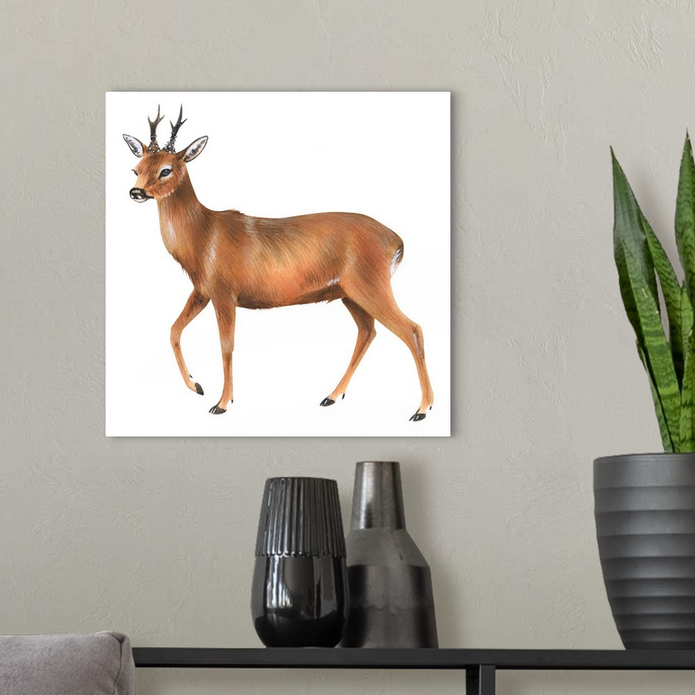 A modern room featuring Roe Deer (Capreolus)