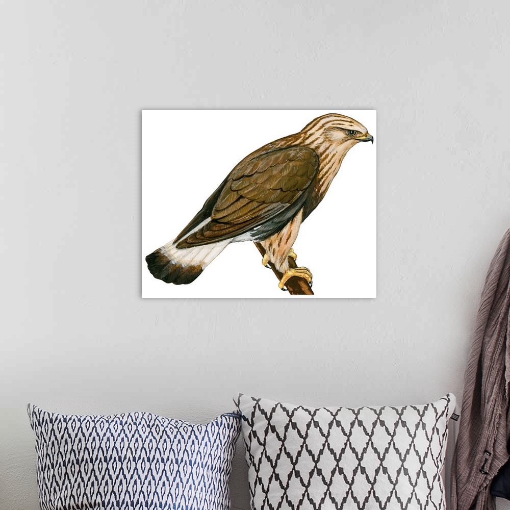 A bohemian room featuring Educational illustration of the rough-legged hawk.