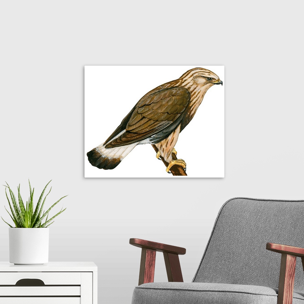 A modern room featuring Educational illustration of the rough-legged hawk.