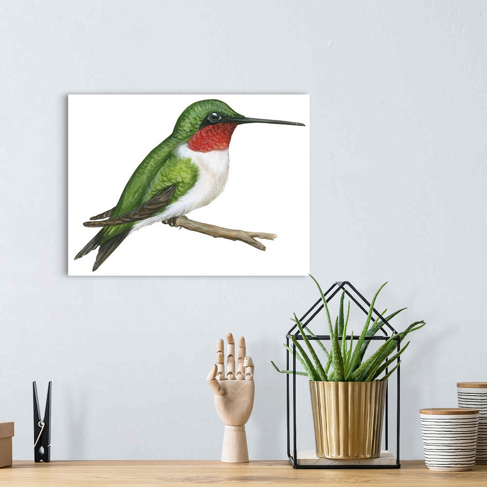 A bohemian room featuring Educational illustration of the ruby-throated hummingbird.