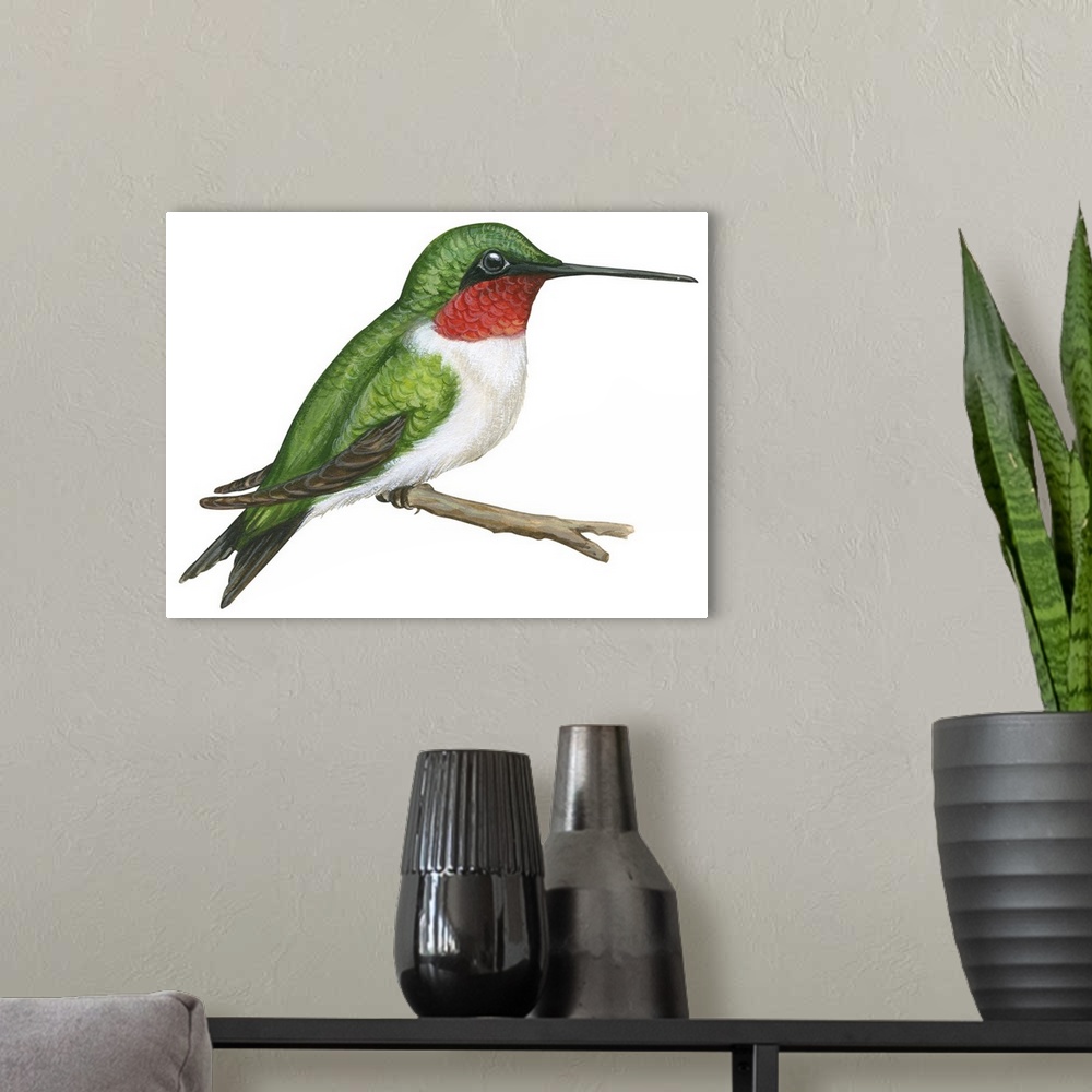 A modern room featuring Educational illustration of the ruby-throated hummingbird.