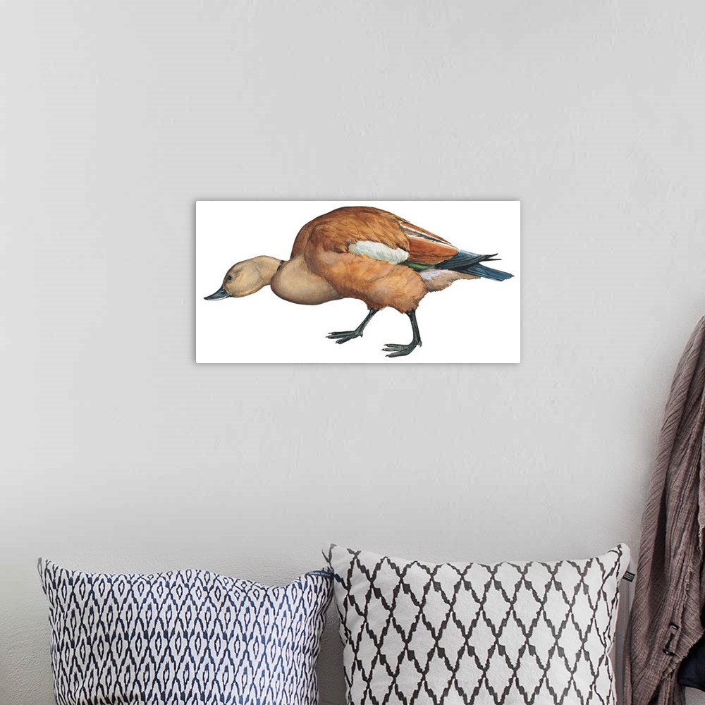 A bohemian room featuring Educational illustration of the ruddy shelduck.