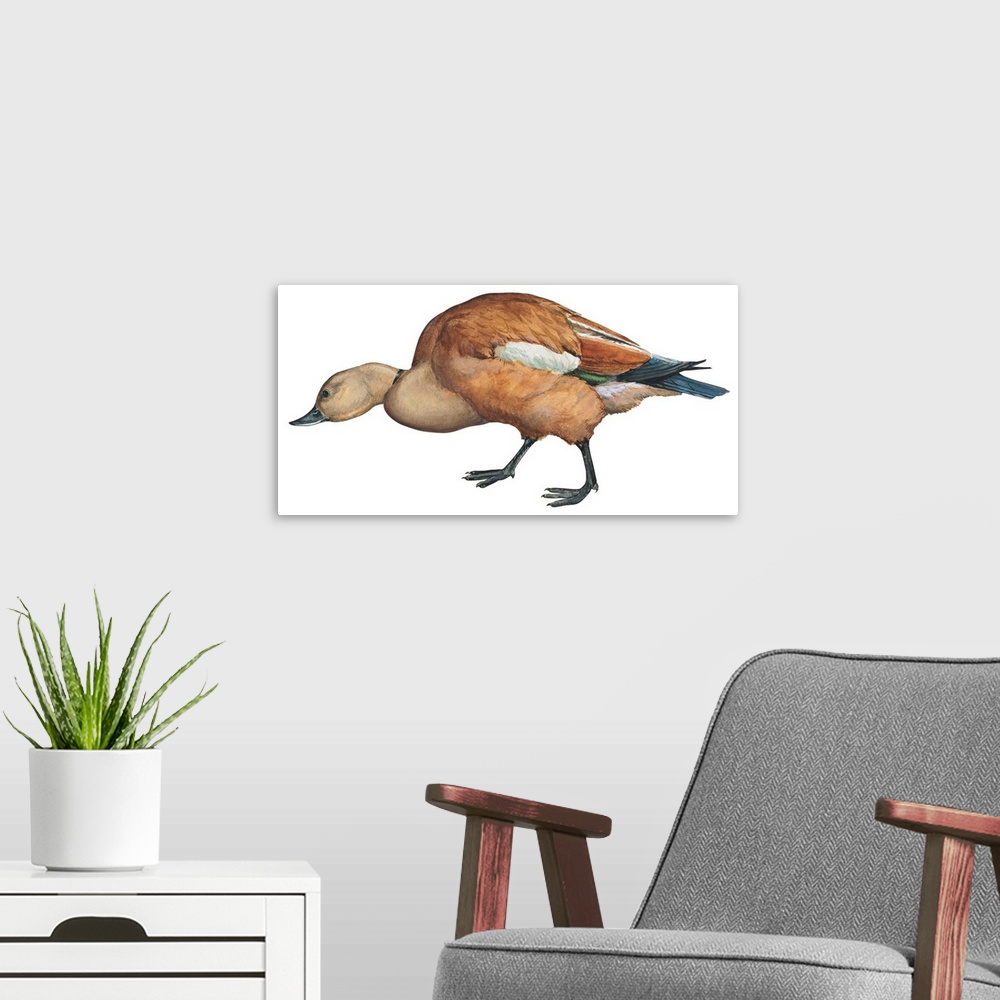 A modern room featuring Educational illustration of the ruddy shelduck.