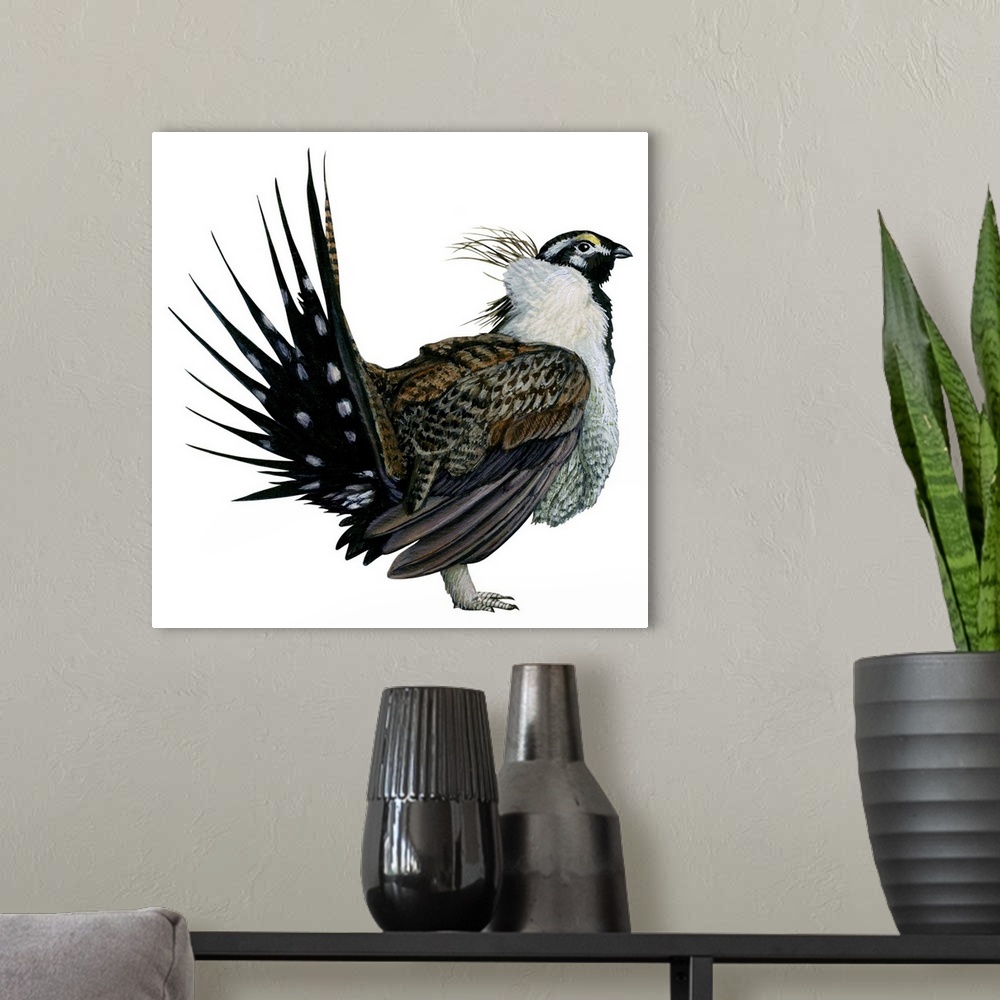 A modern room featuring Educational illustration of the sage grouse.