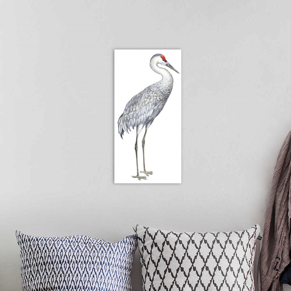 A bohemian room featuring Educational illustration of the sandhill crane.