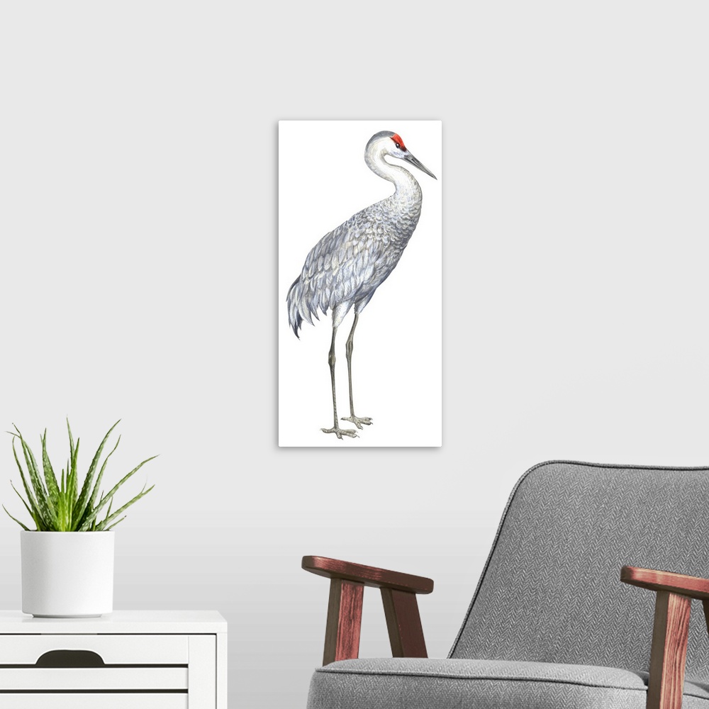 A modern room featuring Educational illustration of the sandhill crane.