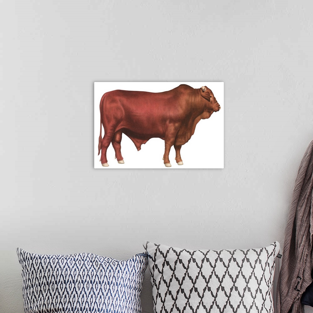 A bohemian room featuring Santa Gertrudis Bull, Beef Cattle