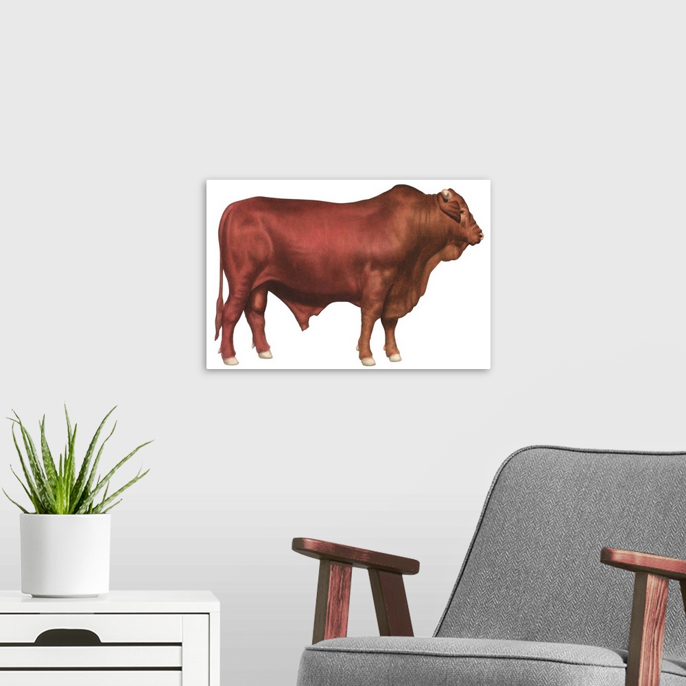 A modern room featuring Santa Gertrudis Bull, Beef Cattle