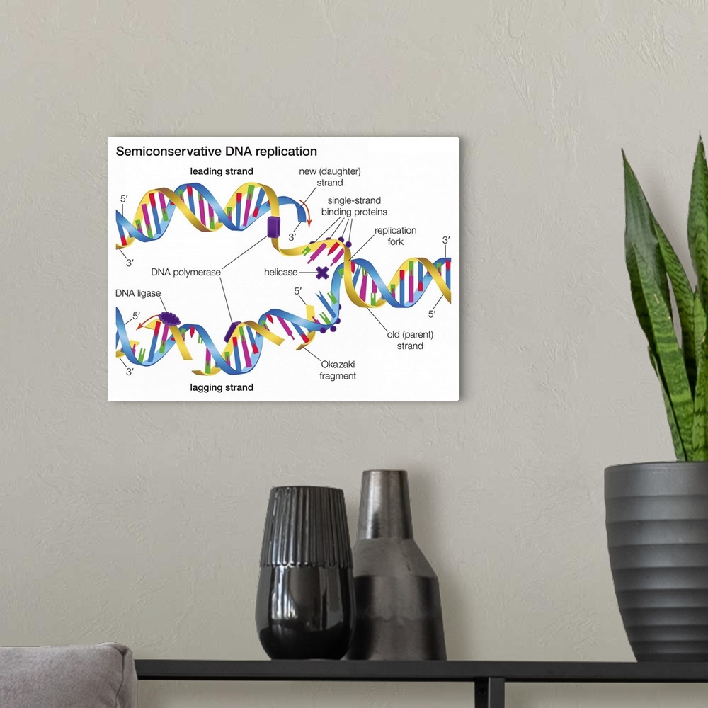 A modern room featuring In semiconservative DNA replication an existing DNA molecule separates into two template strands ...