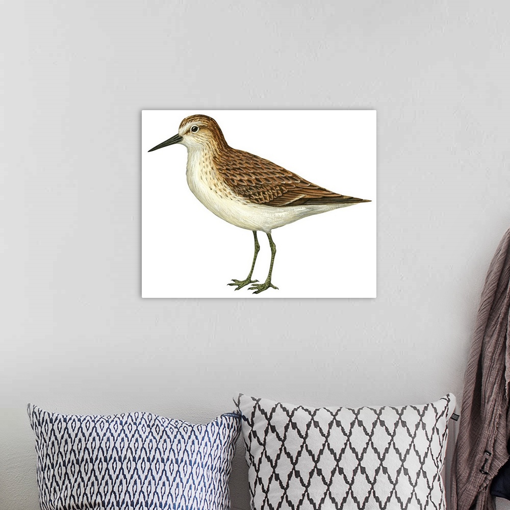 A bohemian room featuring Educational illustration of the semipalmated sandpiper.