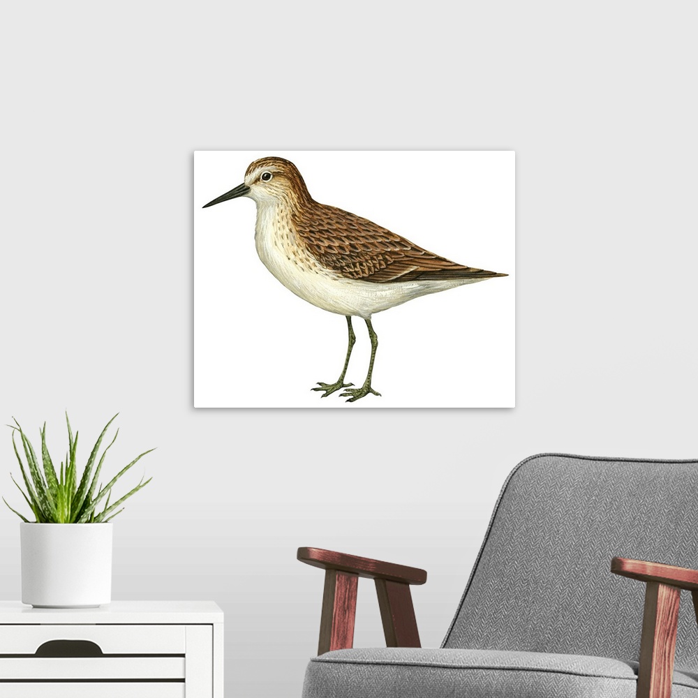 A modern room featuring Educational illustration of the semipalmated sandpiper.