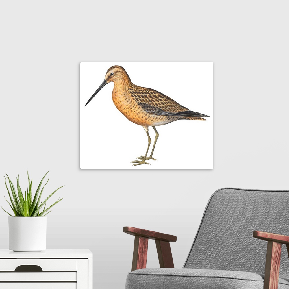 A modern room featuring Educational illustration of the short-billed dowitcher.