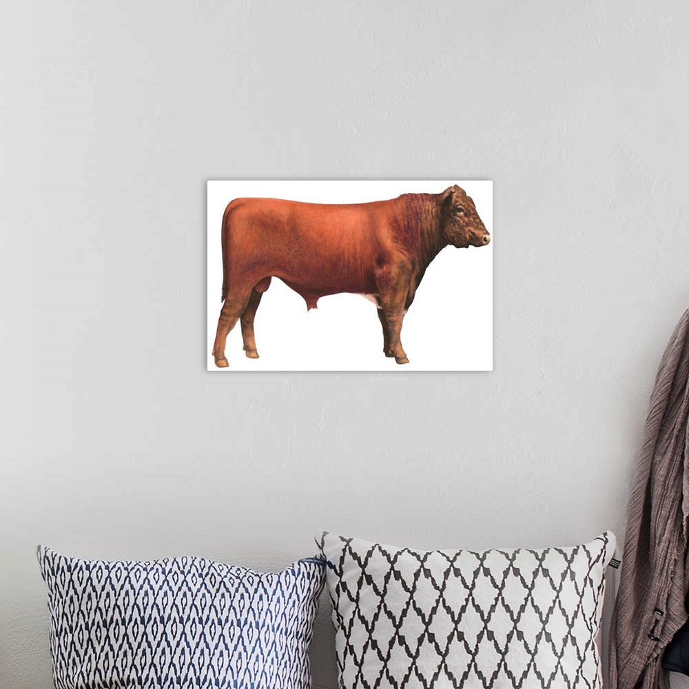 A bohemian room featuring Shorthorn Bull, Beef Cattle