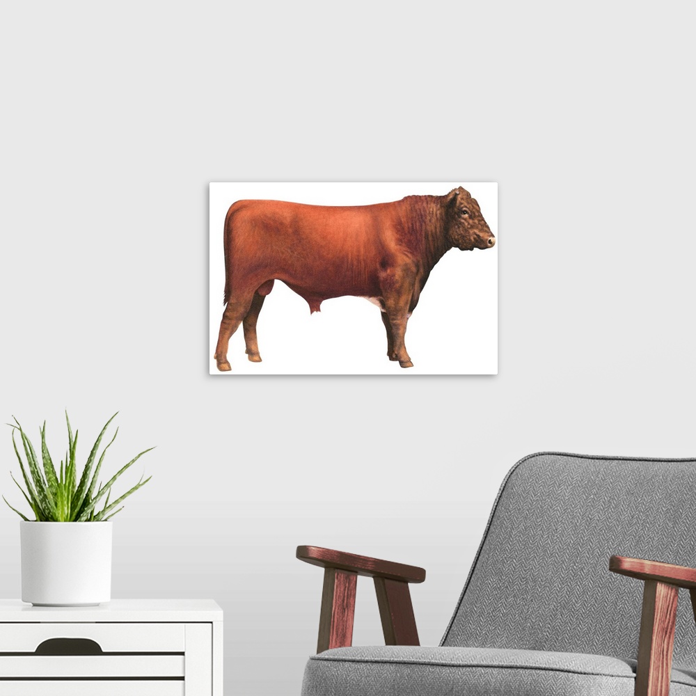 A modern room featuring Shorthorn Bull, Beef Cattle
