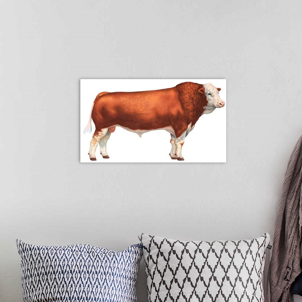 A bohemian room featuring Simmental Bull, Beef Cattle