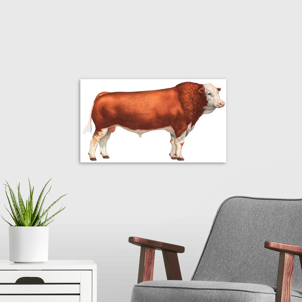 A modern room featuring Simmental Bull, Beef Cattle