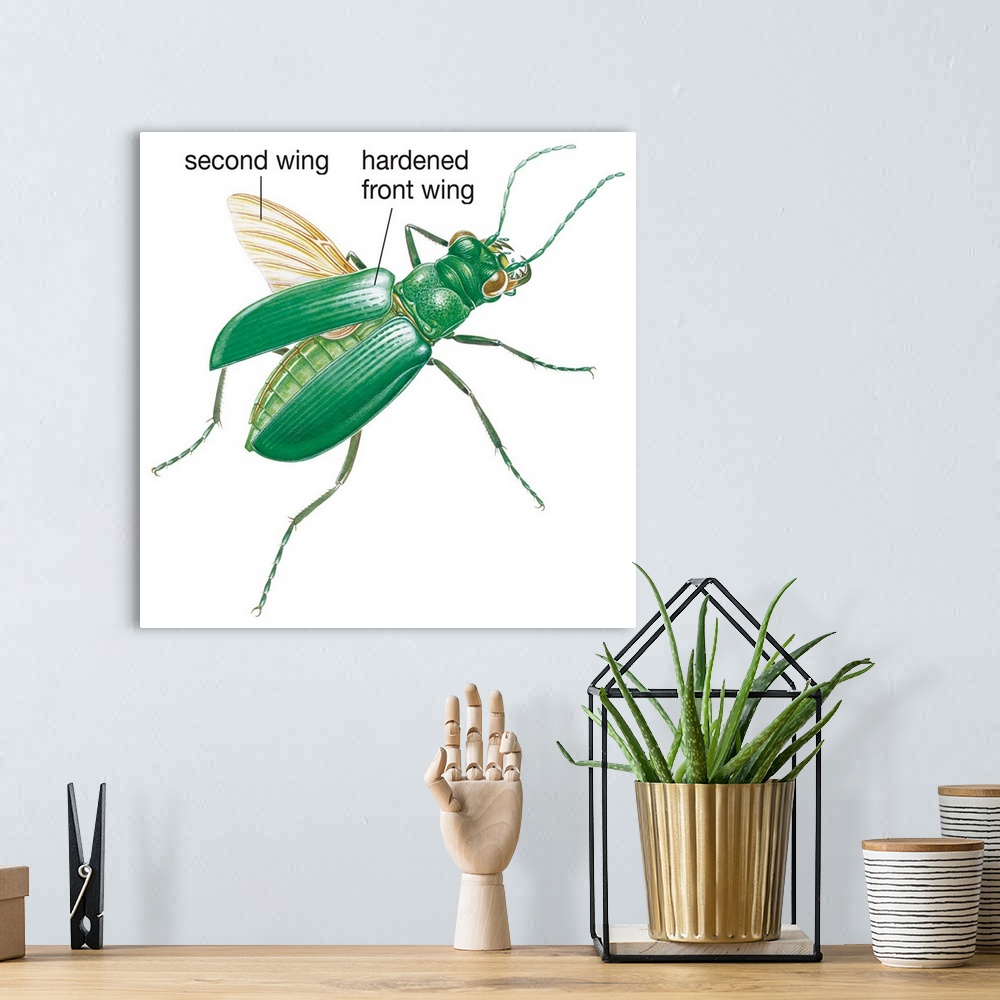 A bohemian room featuring Six-Spotted Green Tiger Beetle (Cicindela Sexguttata)