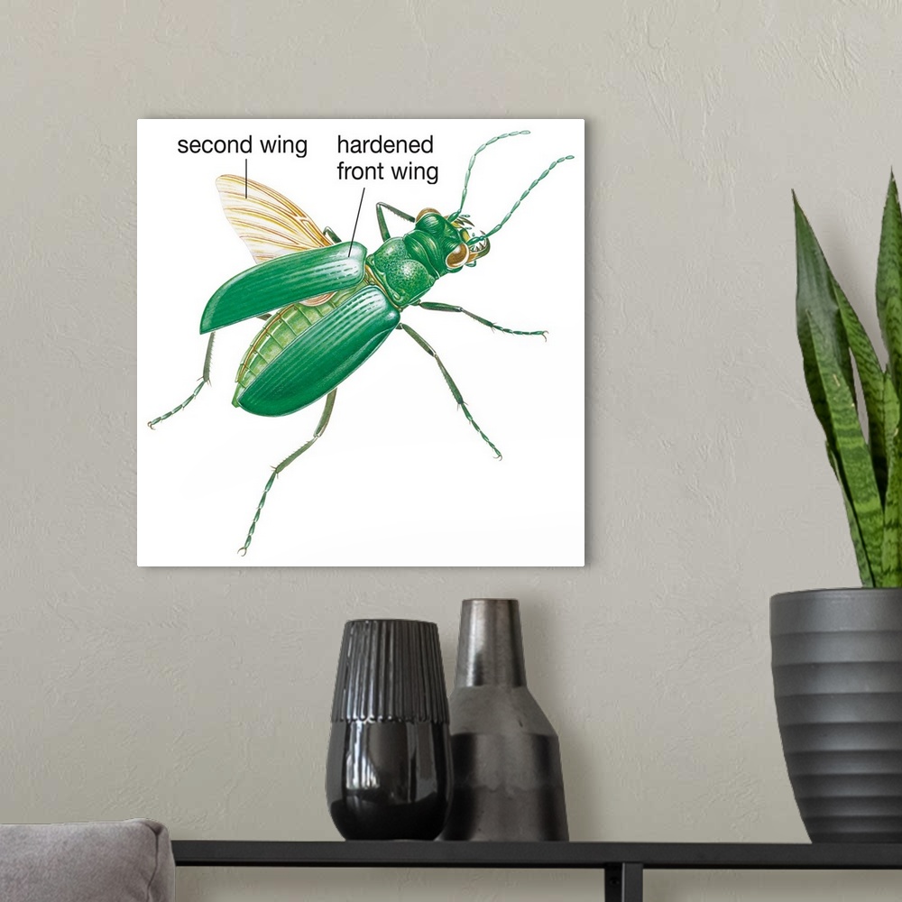 A modern room featuring Six-Spotted Green Tiger Beetle (Cicindela Sexguttata)