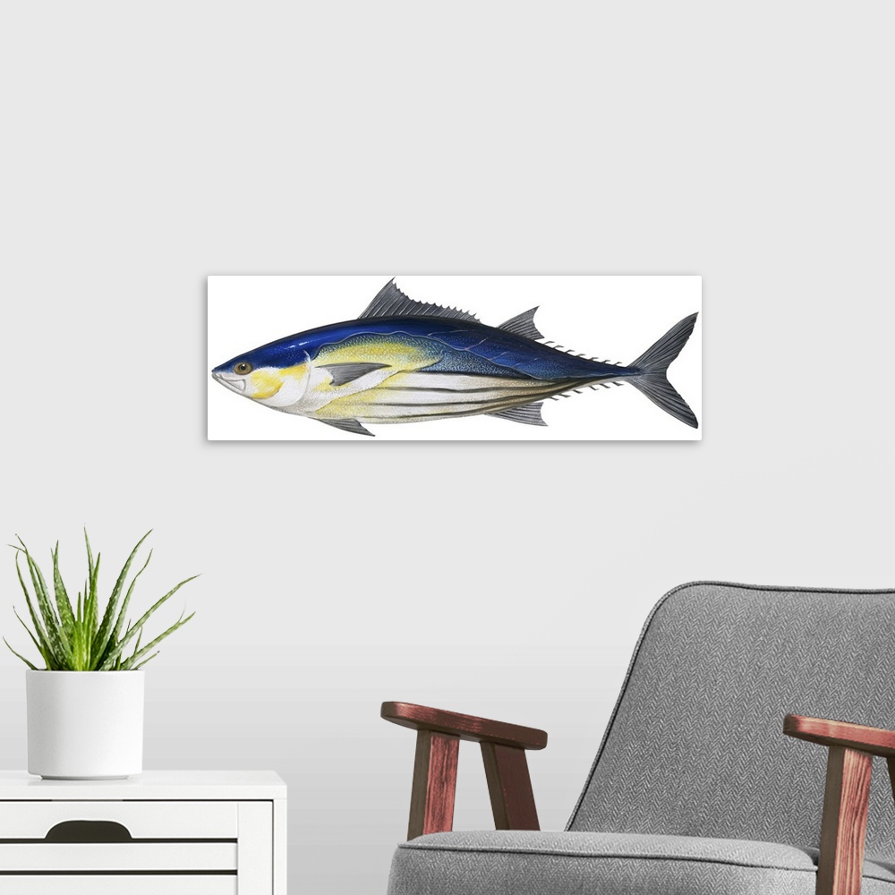 A modern room featuring Skipjack Tuna (Katsuwonus Pelamis)