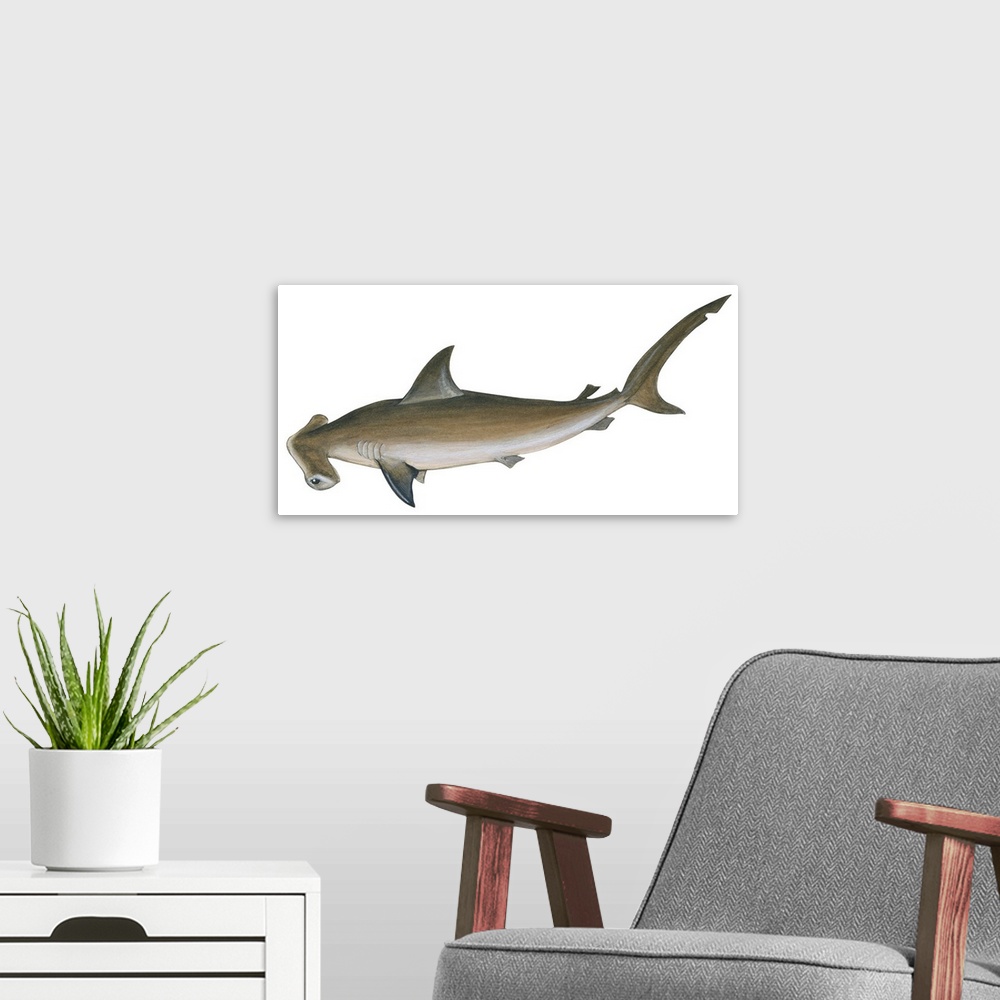 A modern room featuring Smooth Hammerhead Shark (Sphyrna Zygaena)