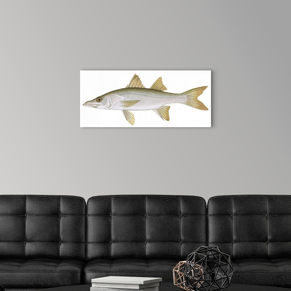 A modern room featuring Snook (Centropomus Undecimalis)
