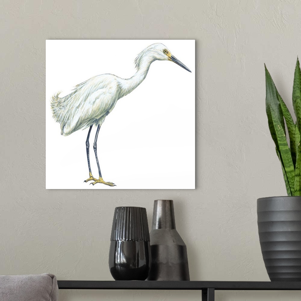 A modern room featuring Educational illustration of the snowy egret.