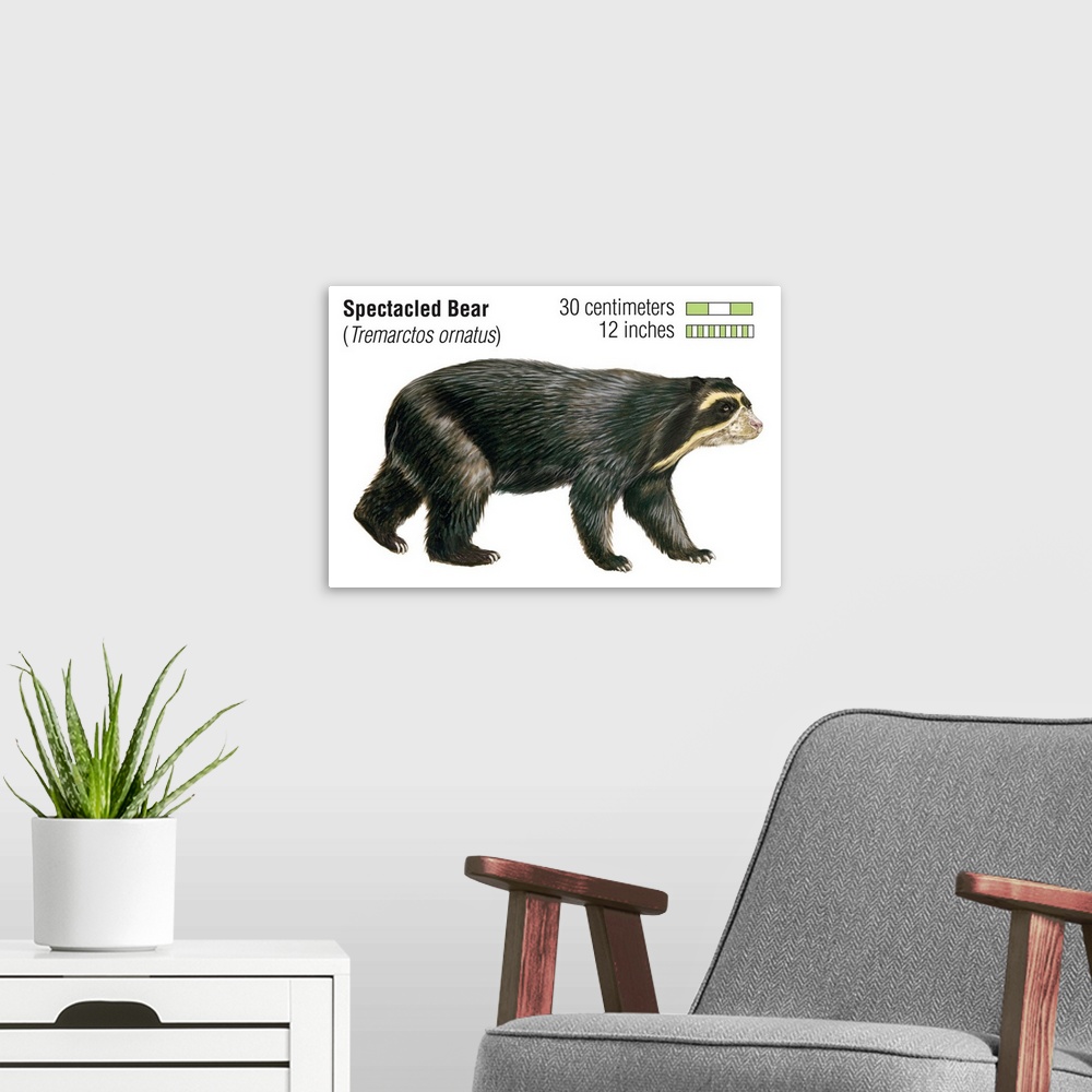 A modern room featuring Spectacled Bear (Tremarctos Ornatus)