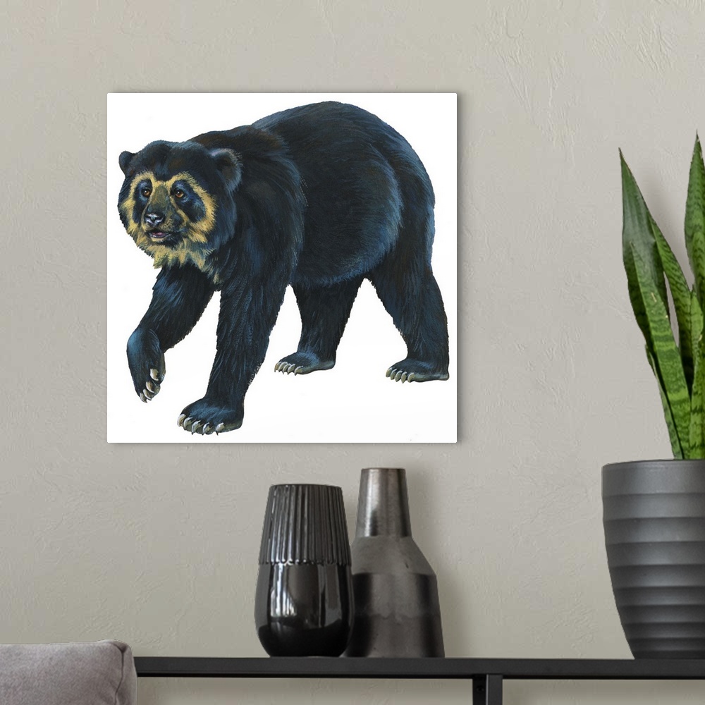 A modern room featuring Spectacled Bear (Tremarctos Ornatus)