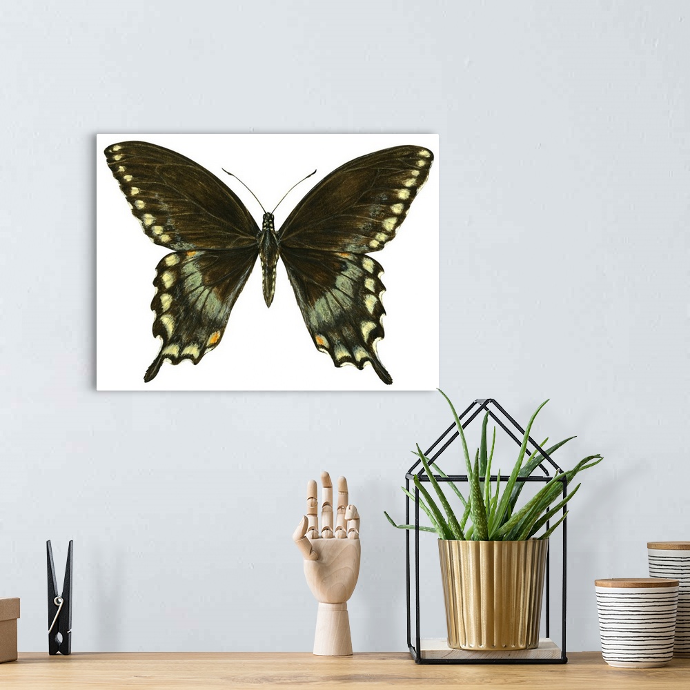 A bohemian room featuring Spicebush Swallowtail (Papilio Troilus)