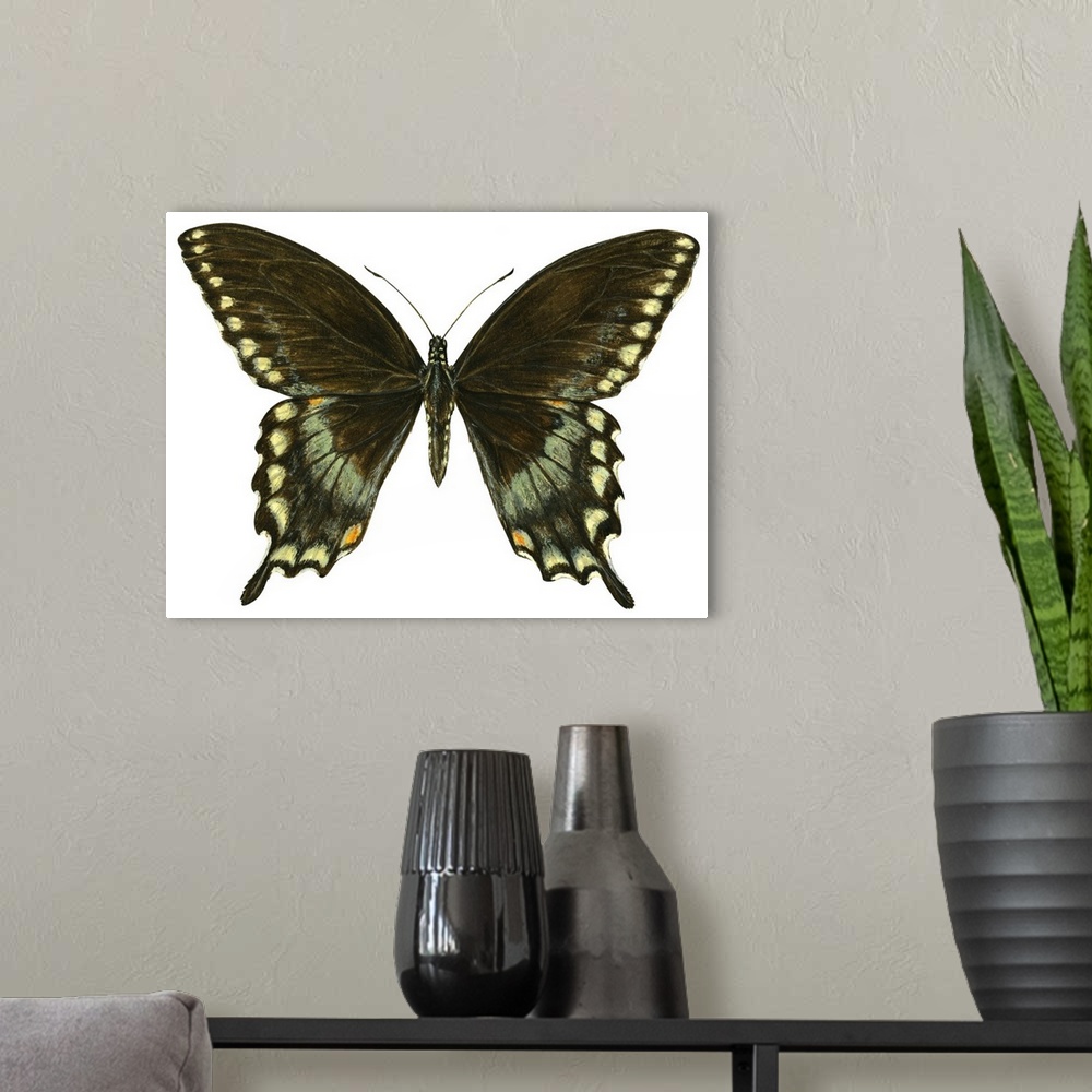 A modern room featuring Spicebush Swallowtail (Papilio Troilus)