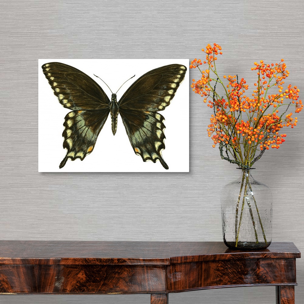 A traditional room featuring Spicebush Swallowtail (Papilio Troilus)
