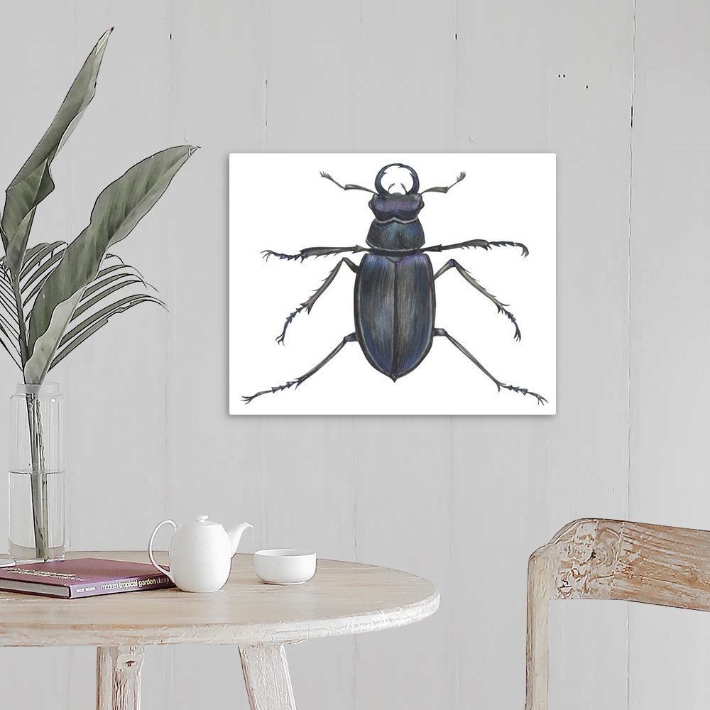 A farmhouse room featuring Stag Beetle (Lucanus Capreolus)