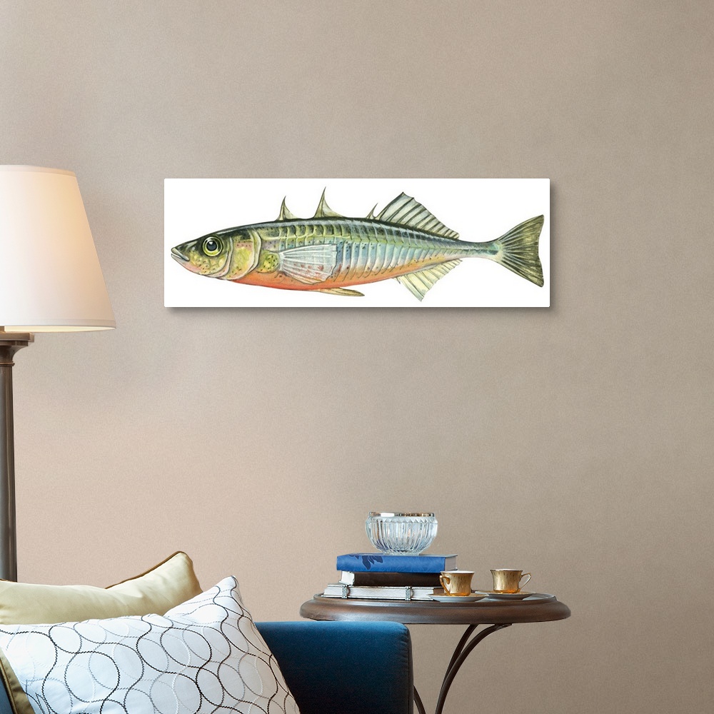A traditional room featuring Stickleback (Gasterosteus Aculeatus)
