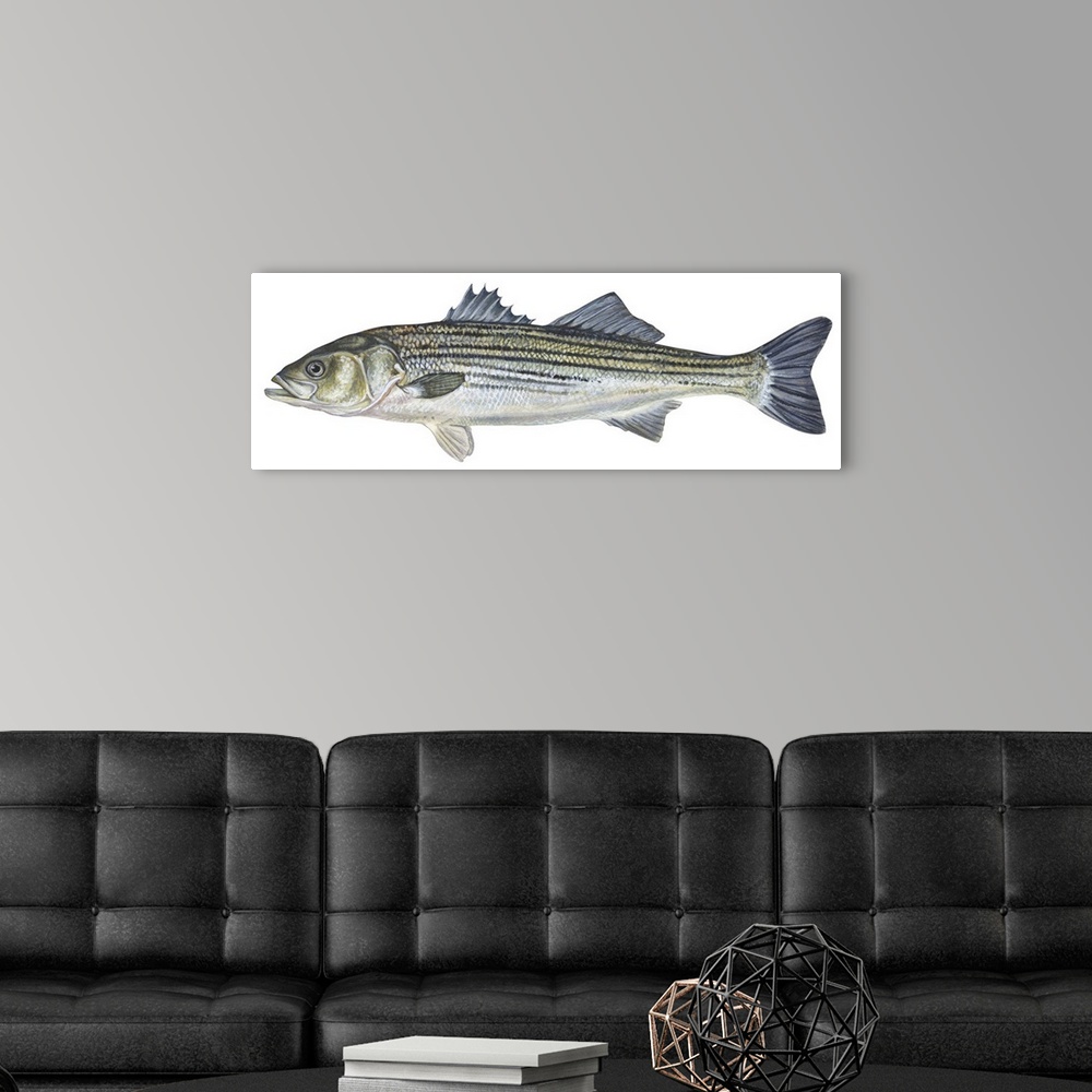 A modern room featuring Striped Bass (Roccus Saxatilis)