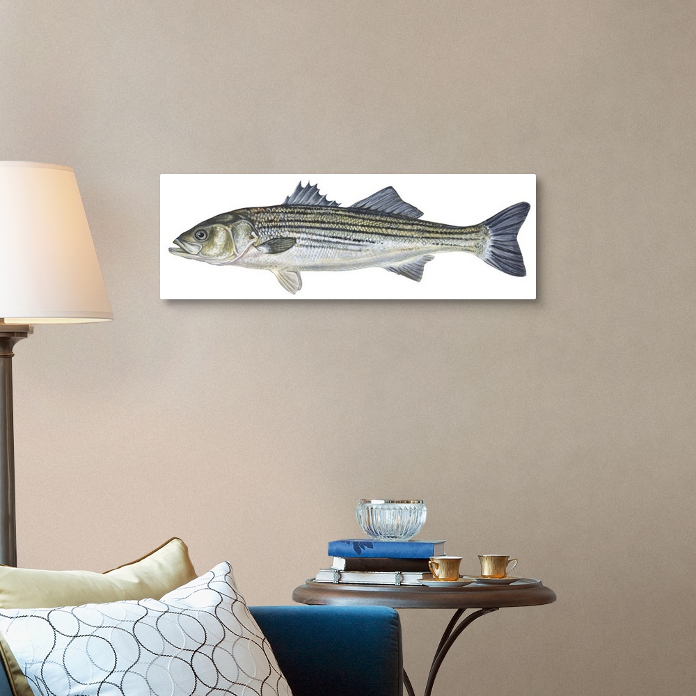 A traditional room featuring Striped Bass (Roccus Saxatilis)