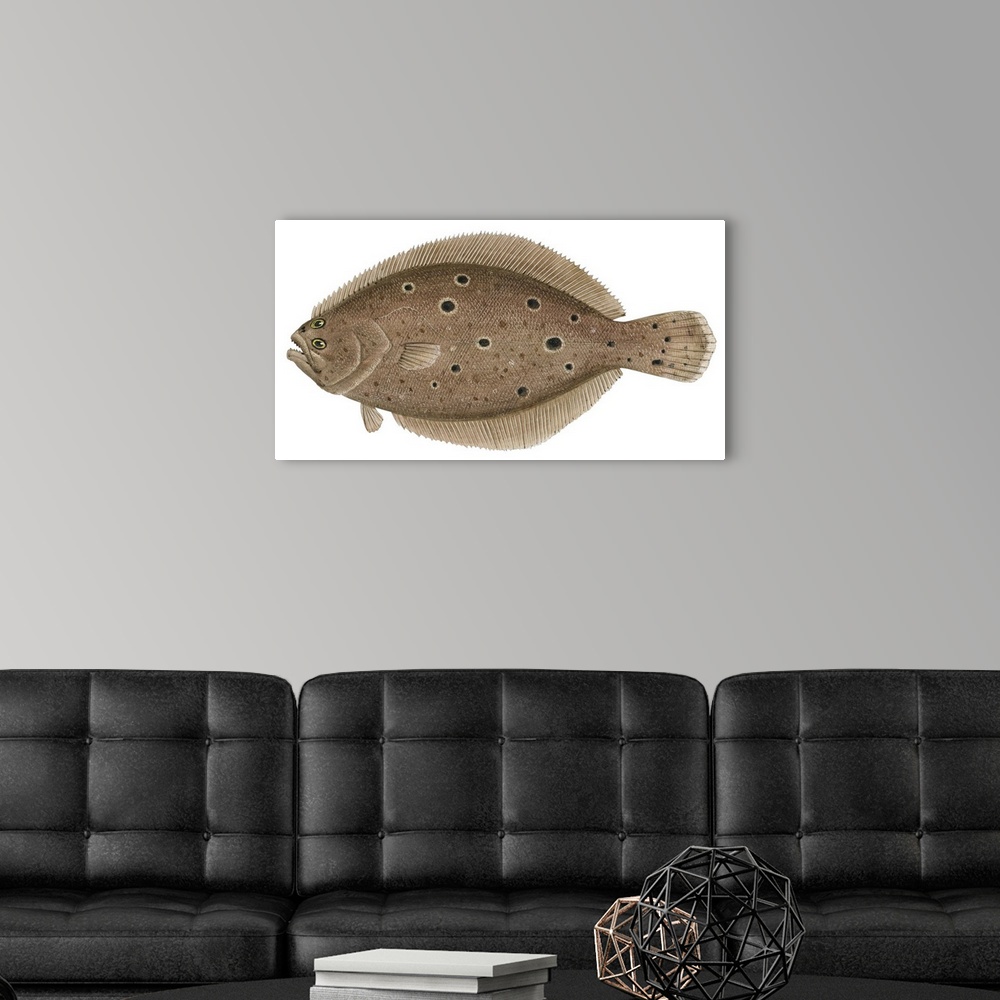 A modern room featuring Summer Flounder (Paralichthys Dentatus)