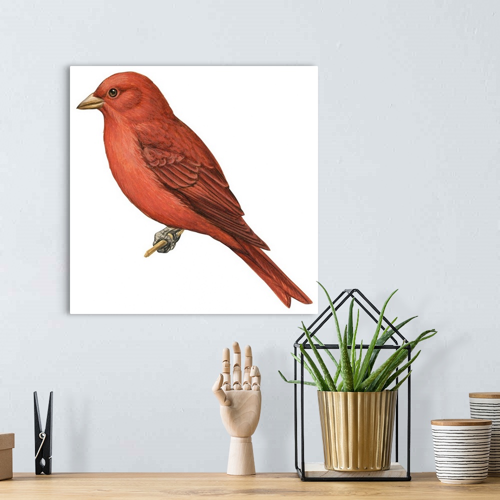 A bohemian room featuring Educational illustration of the summer tanager.