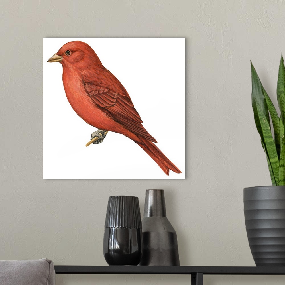 A modern room featuring Educational illustration of the summer tanager.