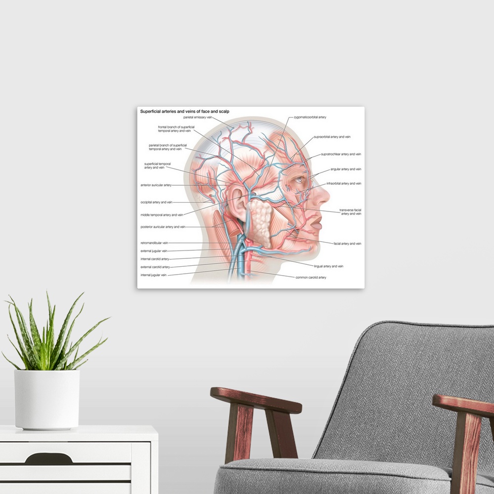 A modern room featuring Superficial arteries and veins of face and scalp. cardiovascular system