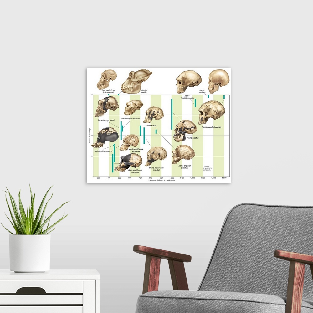 A modern room featuring The increase in hominid cranial capacity over time