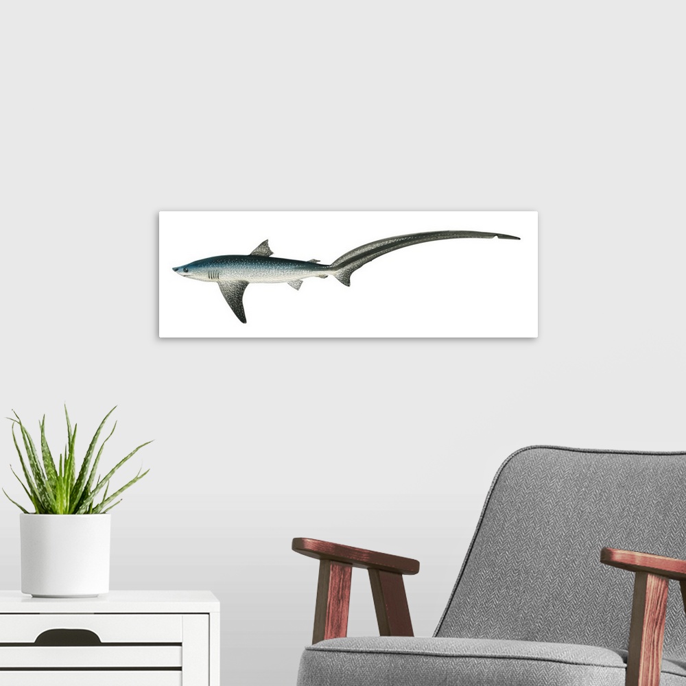 A modern room featuring Thresher Shark (Alopias Vulpinus)