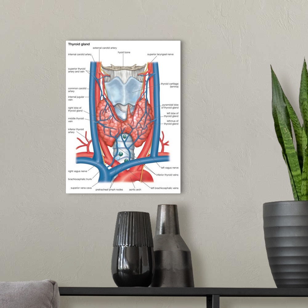 A modern room featuring Thyroid gland. endocrine system