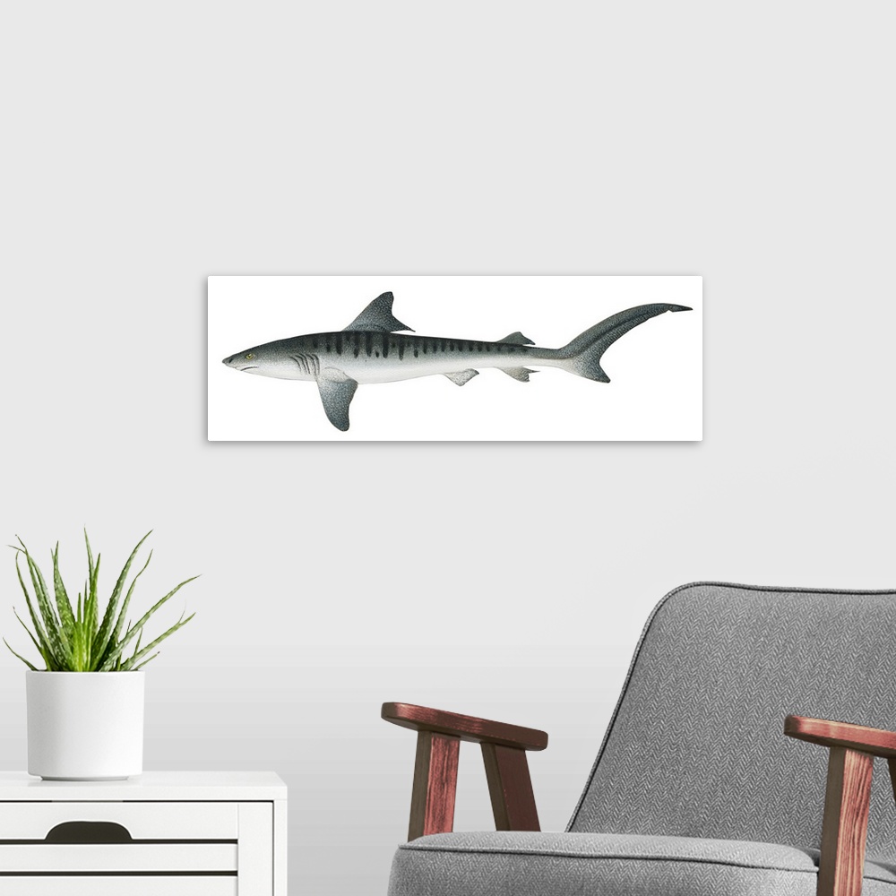 A modern room featuring Tiger Shark (Galeocerdo Cuvieri)