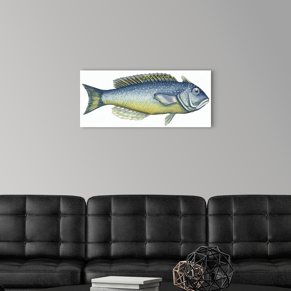 A modern room featuring Tilefish (Lopholatilus Chamaeleonticeps)