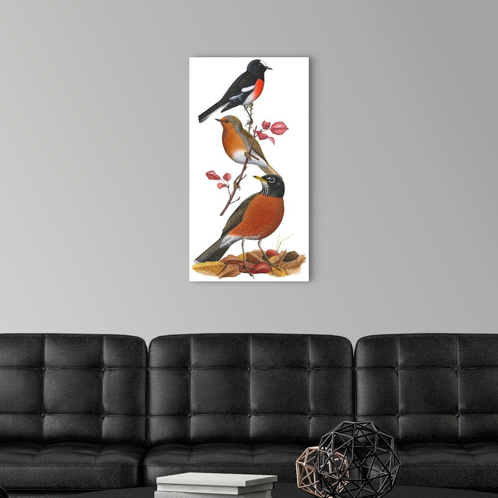 A modern room featuring Educational illustration of the scarlet robin.