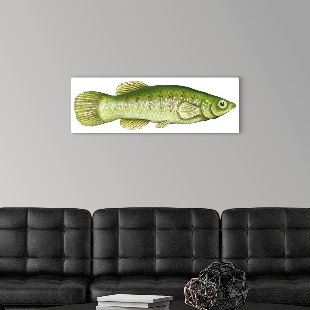 A modern room featuring Topminnow (Fundulus Chrysotus)