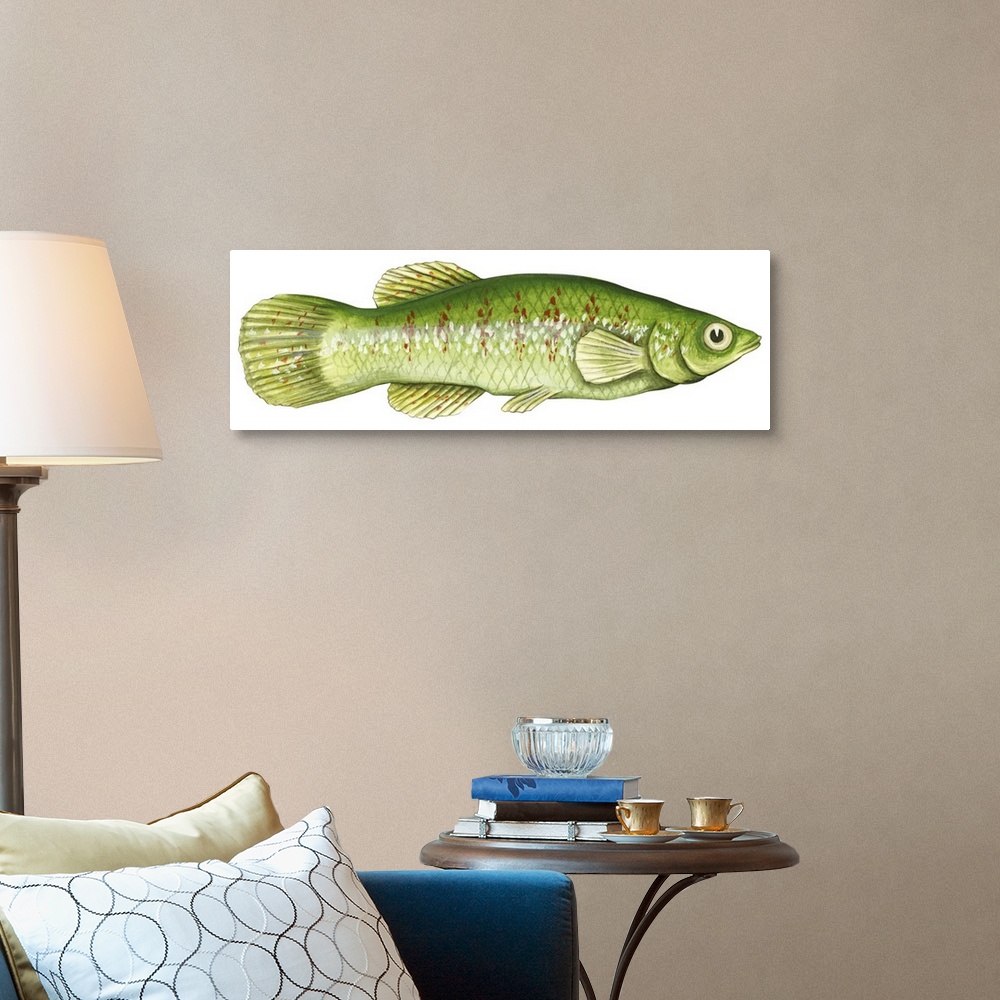 A traditional room featuring Topminnow (Fundulus Chrysotus)