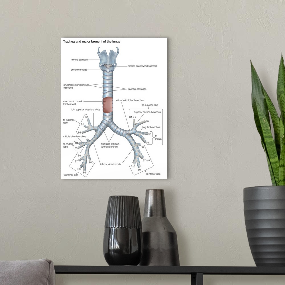 A modern room featuring Trachea and major bronchi of lungs. respiratory system