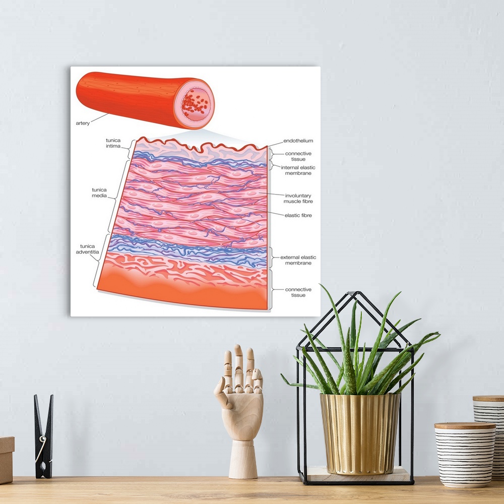 A bohemian room featuring Transverse section of an artery. cardiovascular system, circulatory system