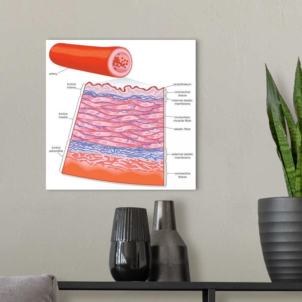 A modern room featuring Transverse section of an artery. cardiovascular system, circulatory system